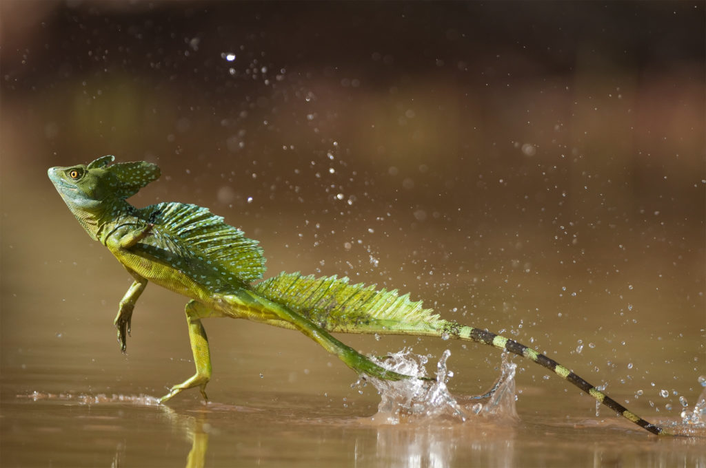 gekko0