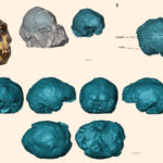 Окаменелости Литтл Фут объяснили эволюцию мозга у гоминид