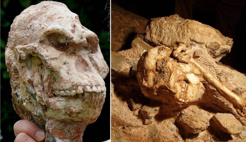 little-foot-skeleton1