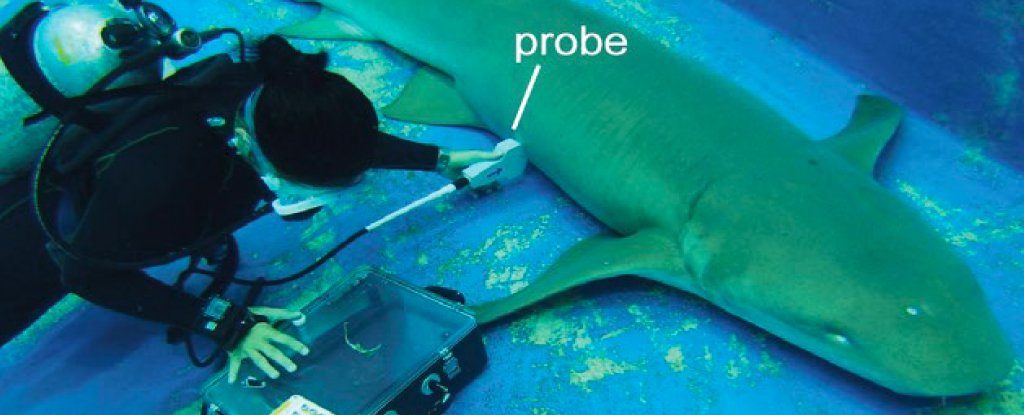 migrating_shark_embryo_1024