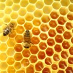 В Финляндии разработали первую в мире вакцину для пчел