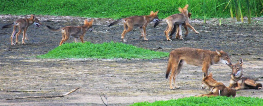red_wolf_genes_1024
