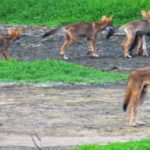 Зоологи обнаружили, что дикие собаки сохранили гены вымершего красного волка