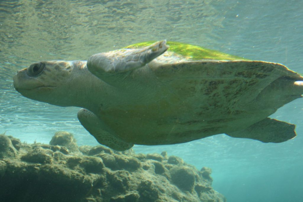 seaturtle