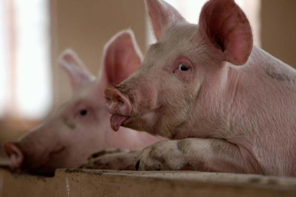 swine0