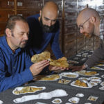 В Италии обнаружили останки старейшего из известных цератозавров
