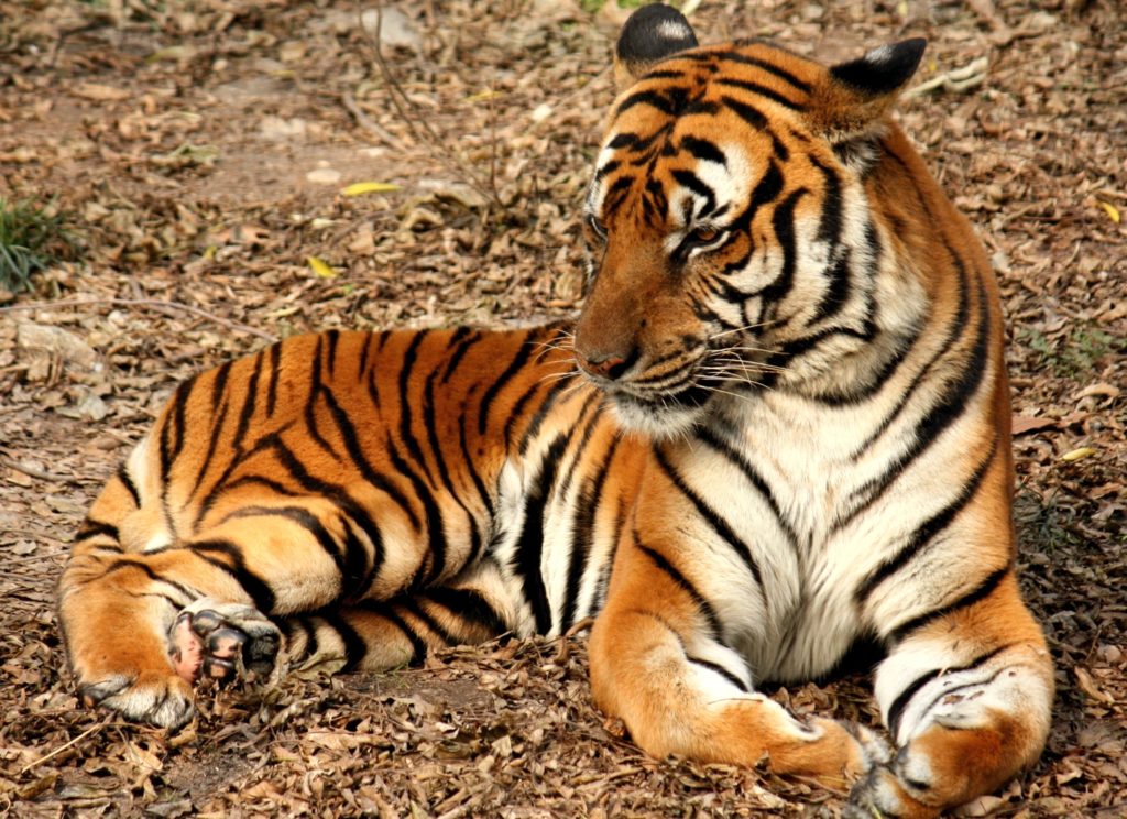 tigr0