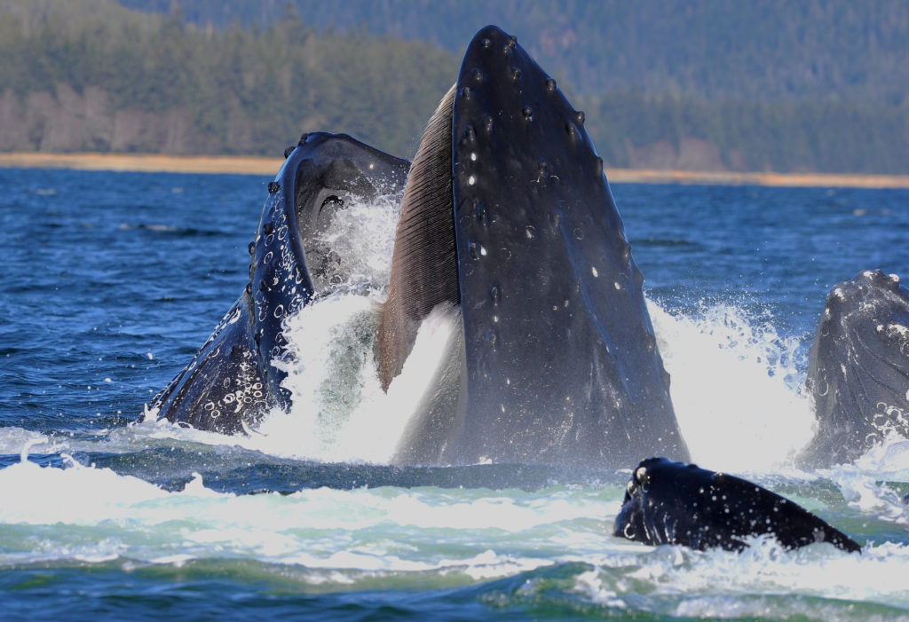 whale0