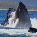 Палеонтологи нашли «промежуточное звено» эволюции усатых китов