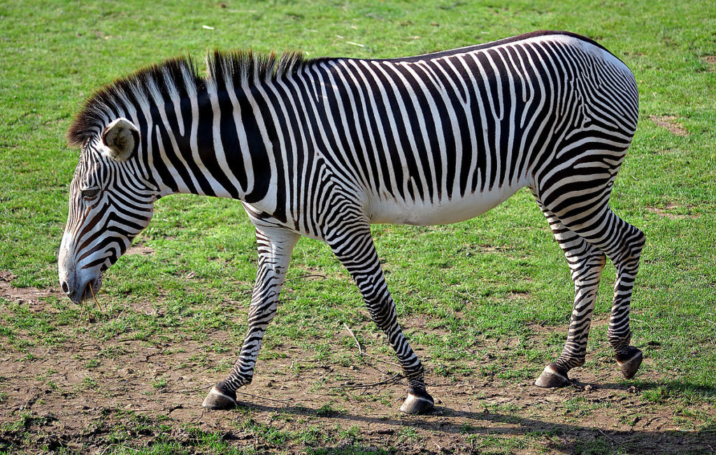 1200px-equus_grevyi_aka