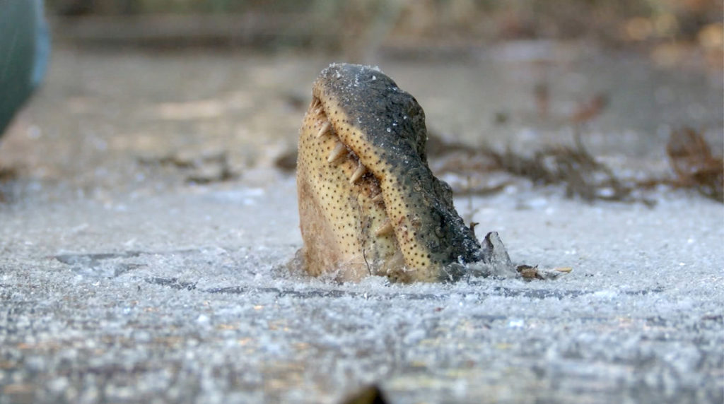 180109152340-alligators-in-ice-1