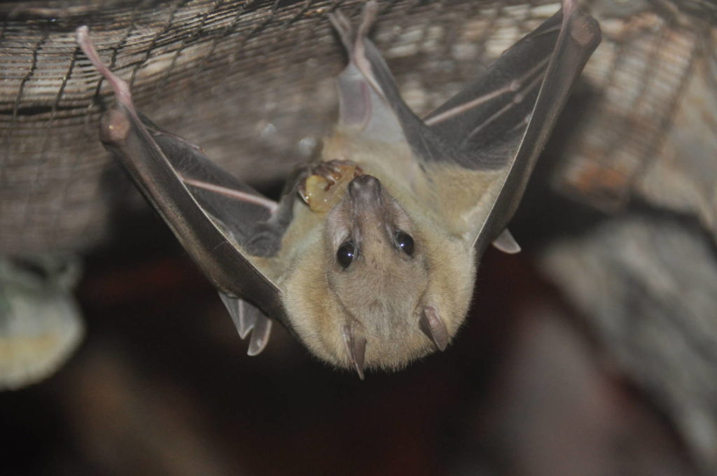bat0