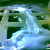 biosphere-first-release-pic-seeds-sprout-chongqing-university-cns1