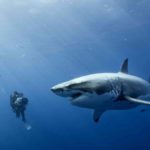 Австралийские исследователи тестируют гидрокостюм, устойчивый к укусам акул