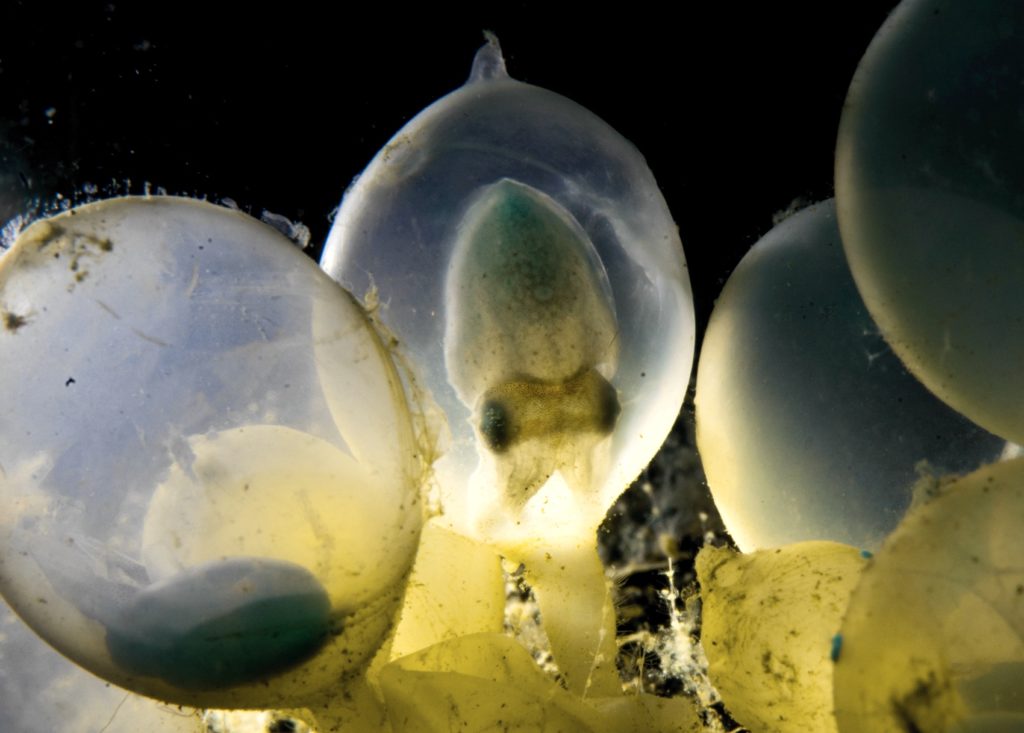 eggs0