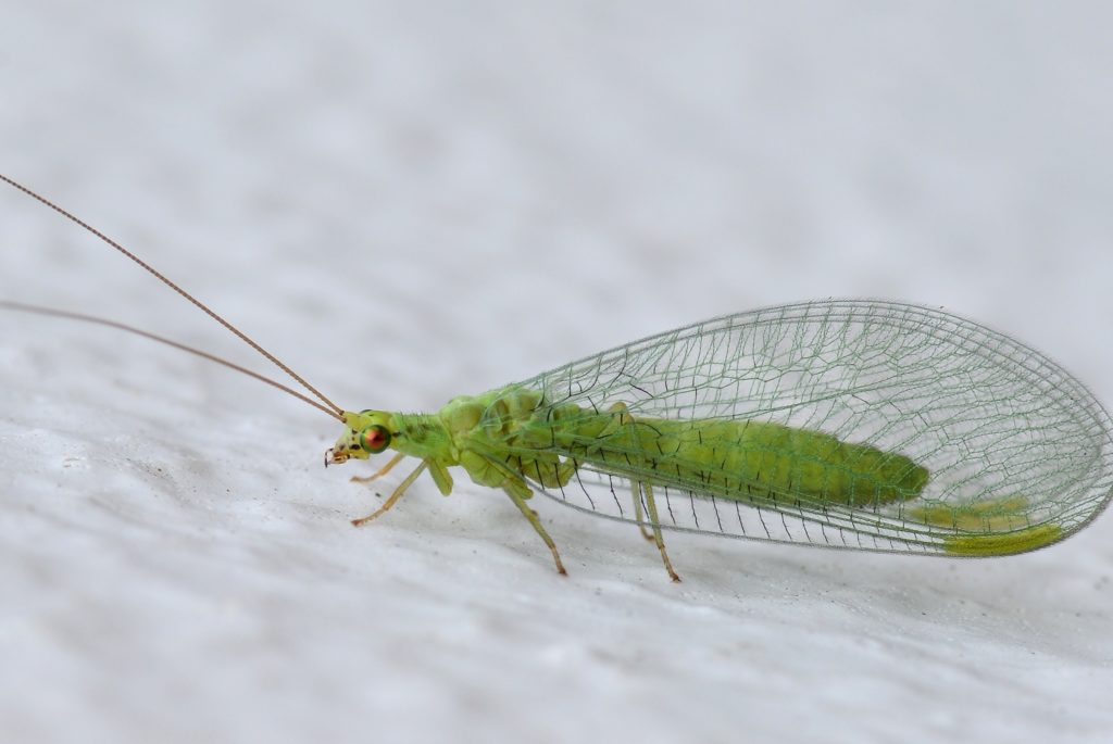 fly0
