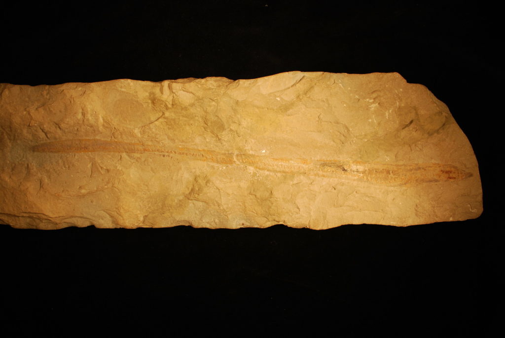 fossilizedsl