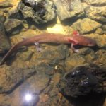В Теннесси нашли саламандру-рекордсмена