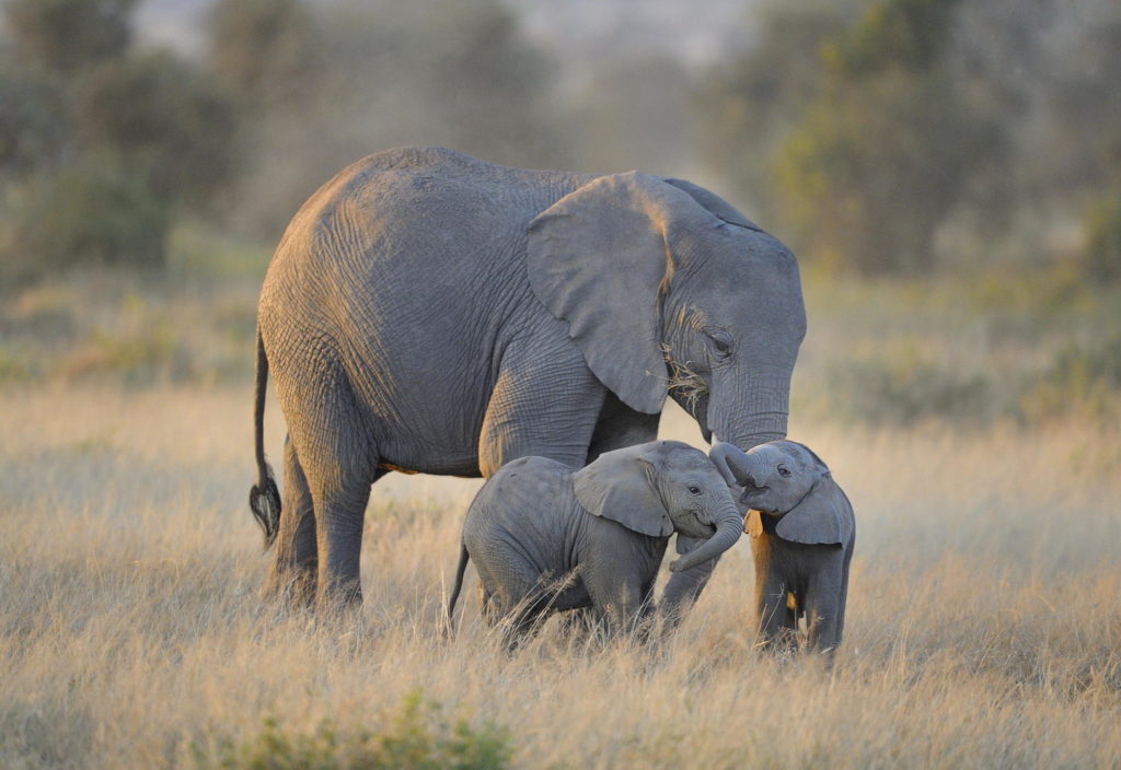 mammals0