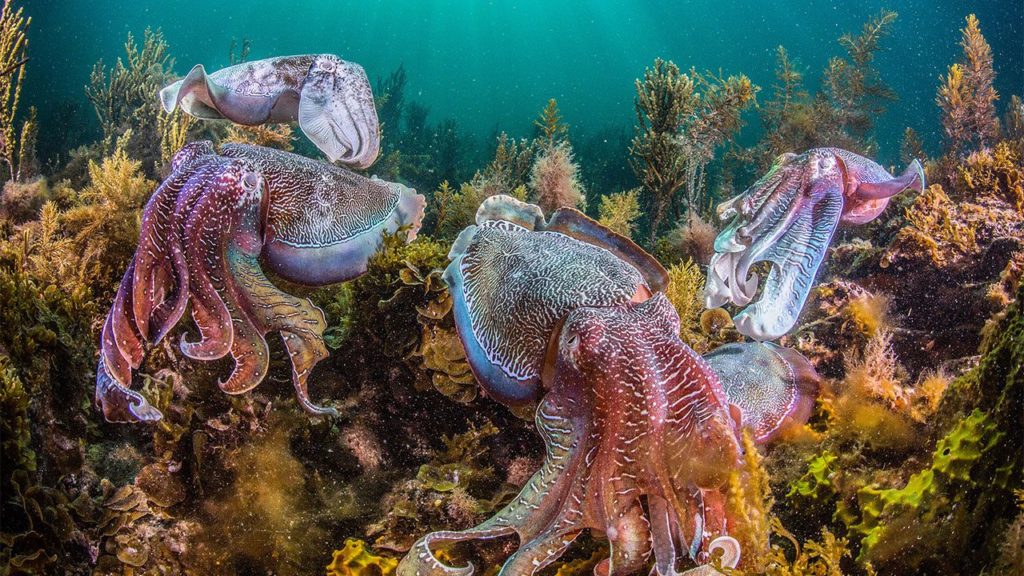 octopus0