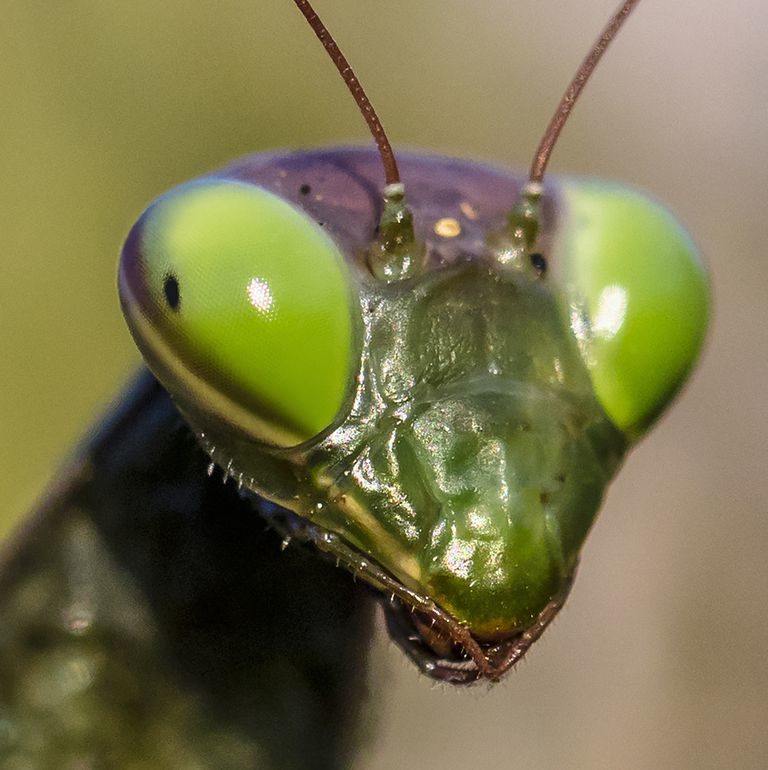 praying-mantis-royalty-free-image-897546586-1547158034