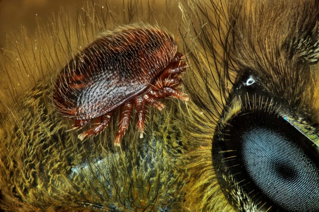 varroa0