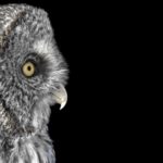 Мультиспектральная камера взглянула на природу глазами птиц