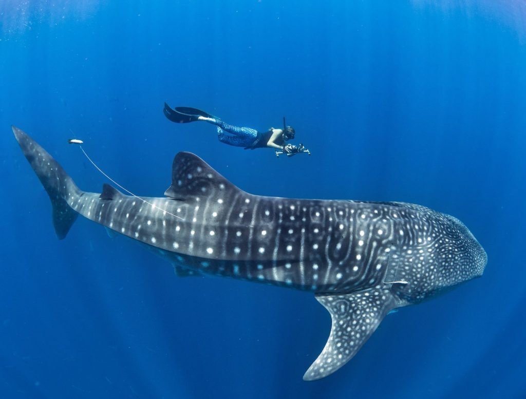 whaleshark0