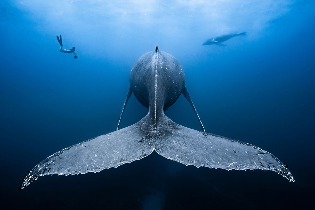Подводный Мир Океанов Фото