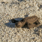 Австралийские ученые совместно с WWF разрабатывают способы охлаждения гнезд морских черепах