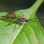 Сорок процентов известных видов насекомых находятся на грани вымирания