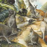 Палеонтологи определили, когда кенгуру научились прыгать