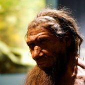 a-model-of-a-neanderthal-at-britains-natural-history-museum1