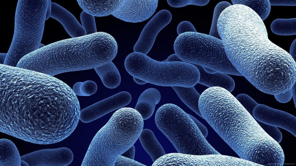 bacillus0
