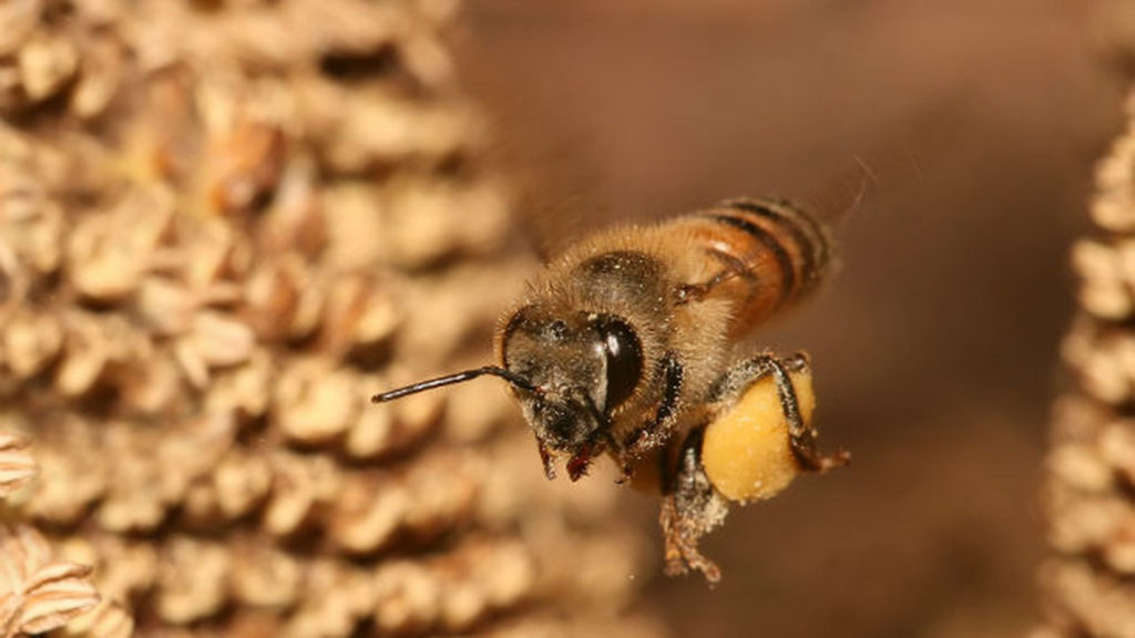 bee0