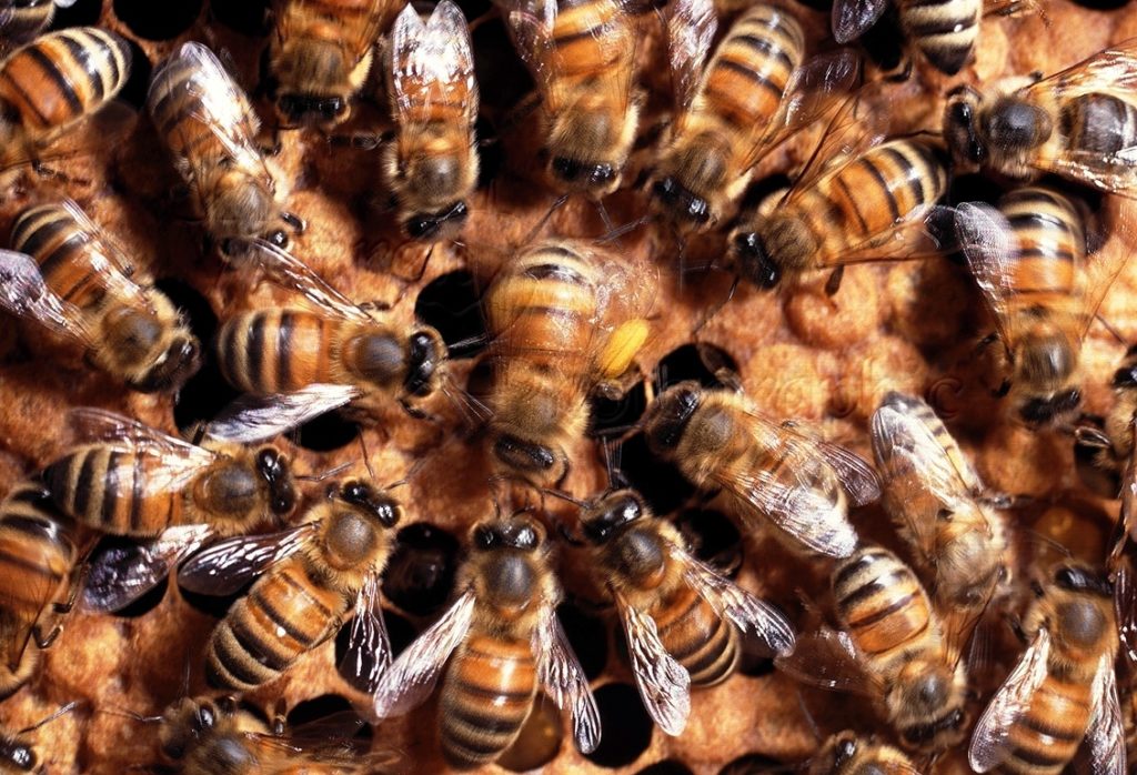 beez0