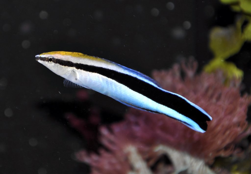 fish0