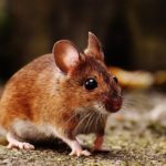 Ученые вылечили глухоту у мышей с помощью генной терапии