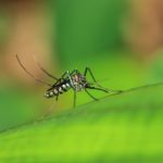 Тесты по созданию генно-модифицированных комаров, не переносящих вирусы и инфекции, вступили в новую фазу