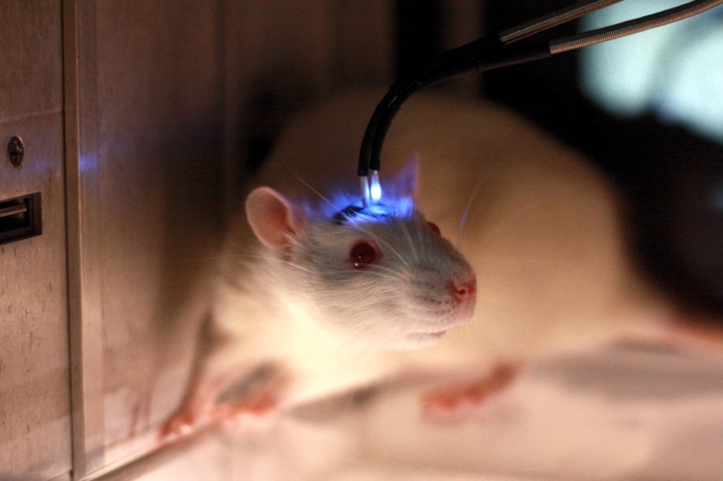 rat0