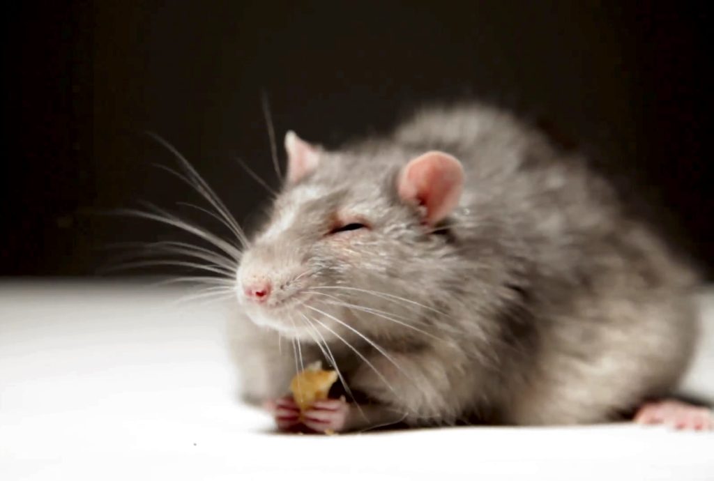 rat0