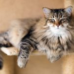 Ученые: домашние кошки становятся похожими на своих хозяев