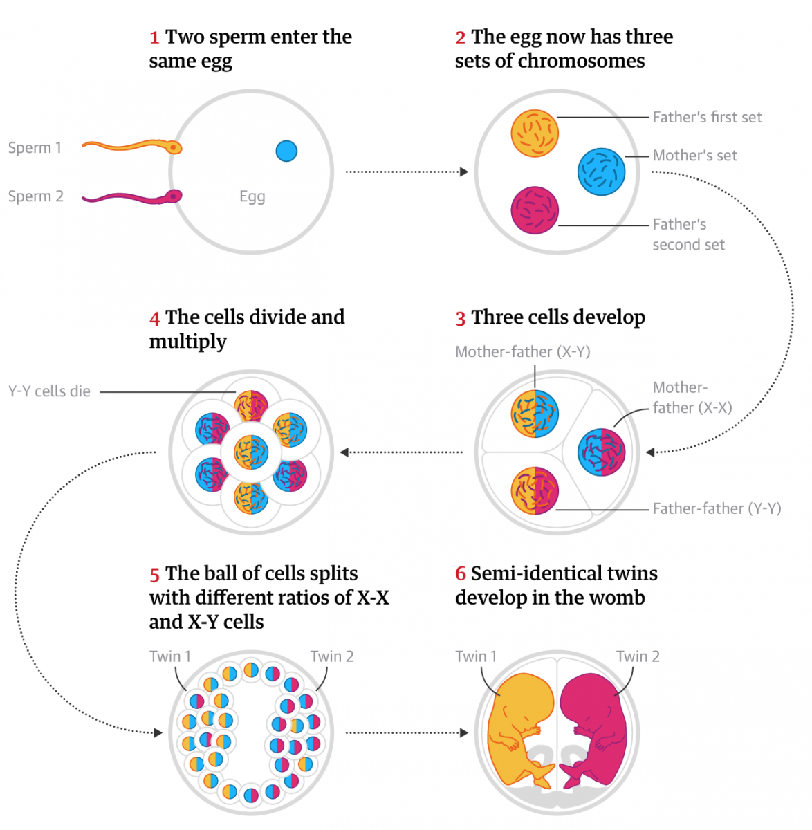 Do Twins Have The Same Penis Size?