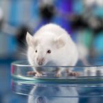 Эксперимент на мышах показал, что «хорошие» бактерии в пробиотиках могут развиваться в кишечнике и наносить вред организму