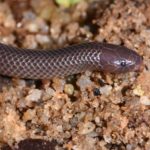 В Западной Африке открыли новые виды шпильковых змей, которые могут атаковать вбок