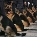В Китае планируют клонировать полицейских собак для эффективного поиска наркотиков