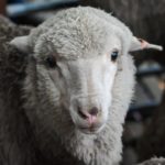 С помощью спермы баранов, замороженной на 50 лет, удалось оплодотворить 34 овцы