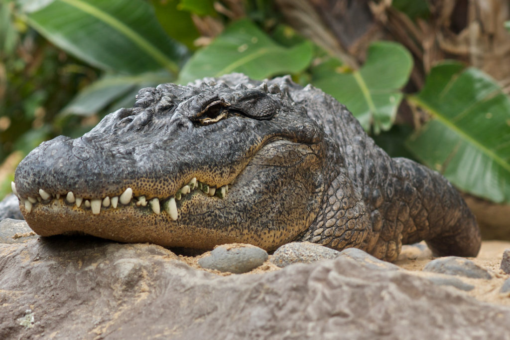 gator0