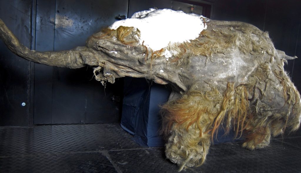 mammoth0