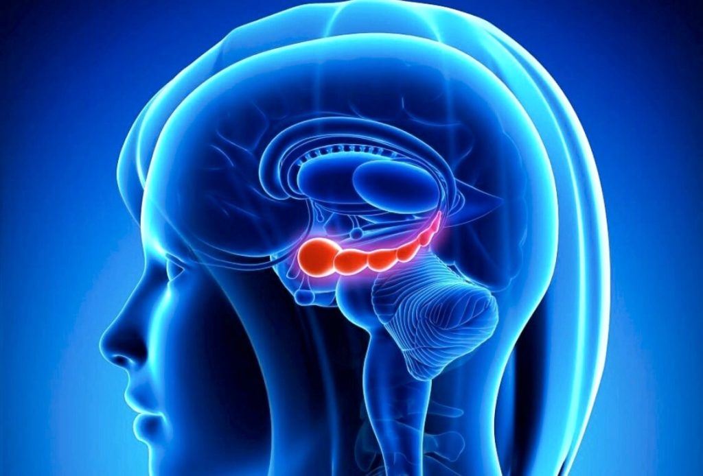 neurogenesis0